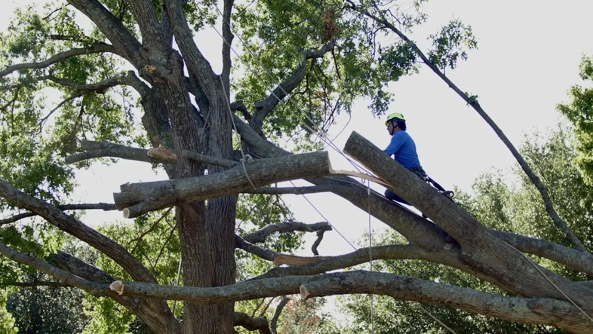 Professional Crown Thinning performed by certified arborists in Conyers