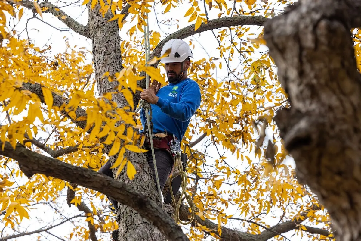 Skilled Tree Transplanting crew working in Conyers