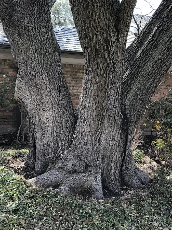 Mature heritage tree close to a Conyers property cared for by certified arborists
